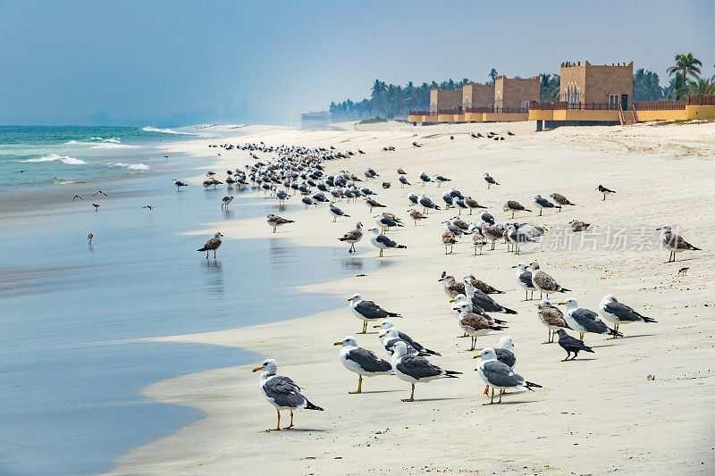 Salalah Al Baleed海滩阿曼海鸥